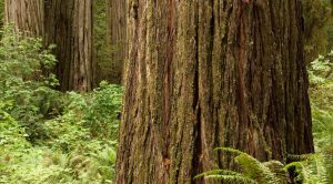 Giant-Cedar