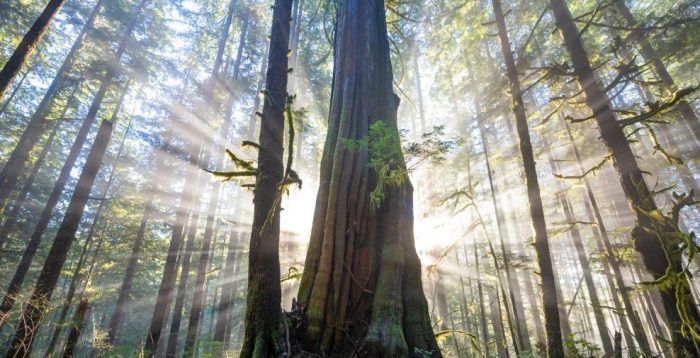 western red cedar