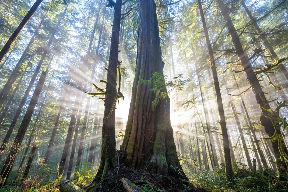 western red cedar