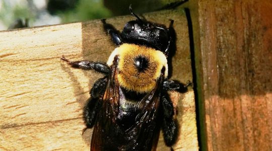 Carpenter Bees