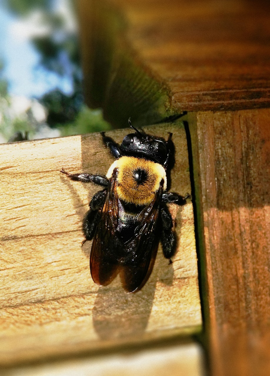 carpenter-bee-1560475_1280 Carpenter Bees